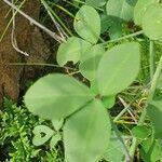 Crotalaria laburnifolia leaf picture by susan brown (cc-by-sa)