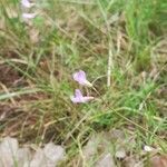 Vicia parviflora flower picture by Etienne Aspord (cc-by-sa)