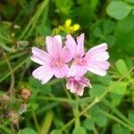 Sidalcea malviflora flower picture by Kenneth Robertson (cc-by-sa)