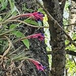 Tillandsia stricta flower picture by Carlos Mazzucchi (cc-by-sa)