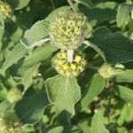 Phlomis fruticosa flower picture by marina chi (cc-by-sa)