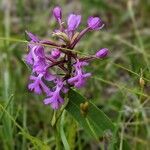 Platanthera psycodes flower picture by Green Shar (cc-by-sa)