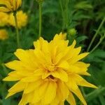 Rudbeckia laciniata flower picture by Radu Nicolau (cc-by-sa)