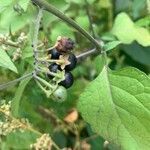 Solanum nigrum fruit picture by Nicole Ballin (cc-by-sa)