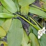 Aponogeton distachyos leaf picture by Alain Lagrave (cc-by-sa)