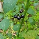 Solanum americanum fruit picture by Natividad Vidal Ramos (cc-by-sa)