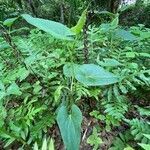 Saururus cernuus habit picture by Richard Wilkens (cc-by-sa)