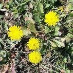 Crepis sancta flower picture by Raffaele (cc-by-sa)