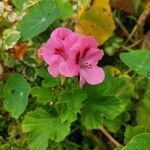 Pelargonium graveolens l'hér. flower picture by Buckerfield Kelly (cc-by-sa)