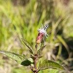 Chromolaena verbenacea flower picture by Trap Hers (cc-by-sa)