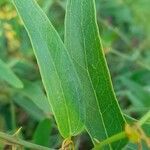 Smilax campestris leaf picture by Trap Hers (cc-by-sa)