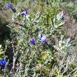 Lithodora fruticosa habit picture by russancastellas (cc-by-sa)