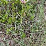 Tragopogon porrifolius habit picture by Alain Champrigaud (cc-by-sa)