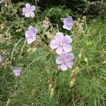 Geranium pratense habit picture by Gabriel Ollivier (cc-by-sa)