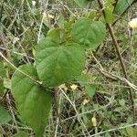 Ipomoea ochracea leaf picture by Augustin Soulard (cc-by-sa)