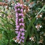 Liatris spicata flower picture by Leuba olive (cc-by-sa)