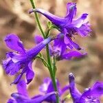 Delphinium pentagynum flower picture by Acosta García Isabel (cc-by-sa)