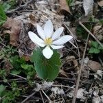 Sanguinaria canadensis flower picture by Peggy Jenkins (cc-by-sa)