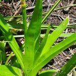 Eriocaulon volkensii leaf picture by susan brown (cc-by-sa)