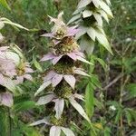 Monarda punctata flower picture by Elcene Tichelaar (cc-by-sa)