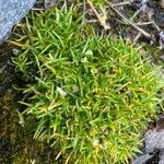 Colobanthus quitensis habit picture by Fabien Anthelme (cc-by-sa)