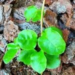 Anredera cordifolia habit picture by J Leonardo Sánchez Fernández (cc-by-sa)