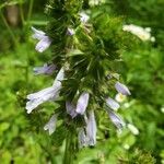 Salvia lyrata flower picture by Margaret Rogers (cc-by-sa)