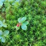 Cornus canadensis habit picture by Matthias Foellmer (cc-by-sa)