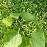 Gmelina arborea leaf picture by Vikram Kumar (cc-by-sa)