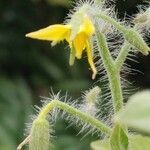 Solanum lycopersicum flower picture by Chandrashekar Babu (cc-by-sa)