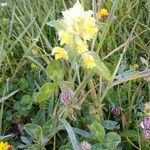 Rhinanthus minor flower picture by Geert Vanhaverbeke (cc-by-sa)