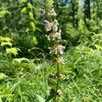 Stachys pilosa flower picture by sherry gray (cc-by-sa)