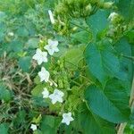 Jacquemontia paniculata flower picture by Mayıs Aru (cc-by-sa)