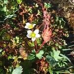 Saxifraga praetermissa flower picture by Serrano (cc-by-sa)