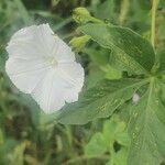 Ipomoea hochstetteri flower picture by susan brown (cc-by-sa)