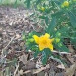 Hypericum kalmianum flower picture by Yvan Laplante (cc-by-sa)