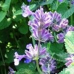 Nepeta latifolia flower picture by Alain Bigou (cc-by-sa)