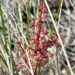 Galium richardianum habit picture by Trap Hers (cc-by-sa)