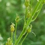 Ornithogalum pyrenaicum fruit picture by Alain Lagrave (cc-by-sa)