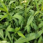 Bidens aurea habit picture by Sarami (cc-by-sa)