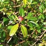 Rhododendron ferrugineum fruit picture by Marcello Pari (cc-by-sa)