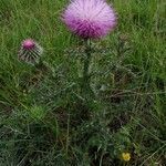 Carduus litigiosus habit picture by Thomas Bukur (cc-by-sa)