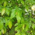 Ulmus alata leaf picture by Bonner Brooks (cc-by-sa)