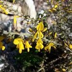 Genista corsica flower picture by beurny (cc-by-sa)