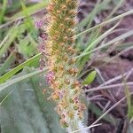 Plantago australis flower picture by Trap Hers (cc-by-sa)