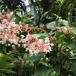 Begonia obliqua flower picture by loenes (cc-by-sa)