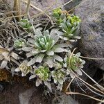 Draba nivicola habit picture by Fabien Anthelme (cc-by-sa)