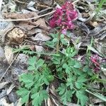 Corydalis cava leaf picture by Antje Allner (cc-by-sa)