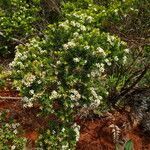 Sannantha pinifolia habit picture by Richard Chesher (cc-by-sa)