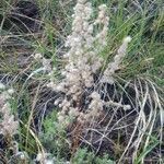 Artemisia frigida flower picture by Xanthe Dick (cc-by-sa)